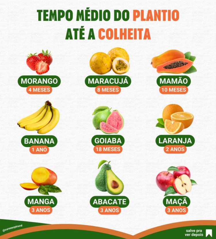 Tempo médio do plantio até a colheita de algumas frutas.
#FruitsOfBrazil🇧🇷 
#Agro never stops #OAgroNãoPara 
#Brasil🇧🇷