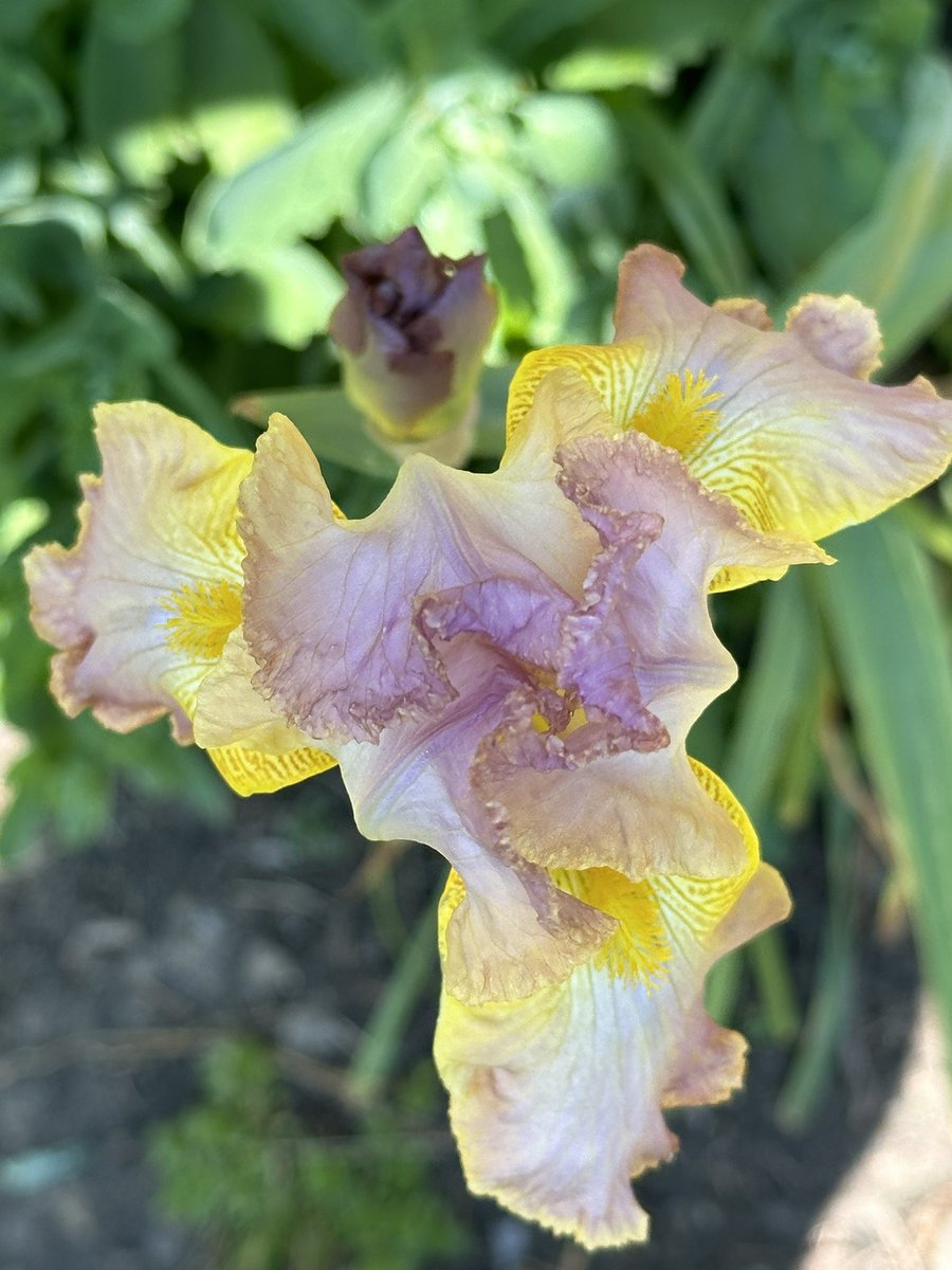 Iris… floating in mid air #iris #flowerpictures 🌱🌟🌱