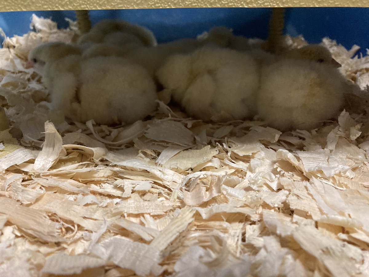 Ms. K’s grade primary class had a special surprise when they came in this morning! Their baby chicks had hatched. The students are taking very good care of them!
