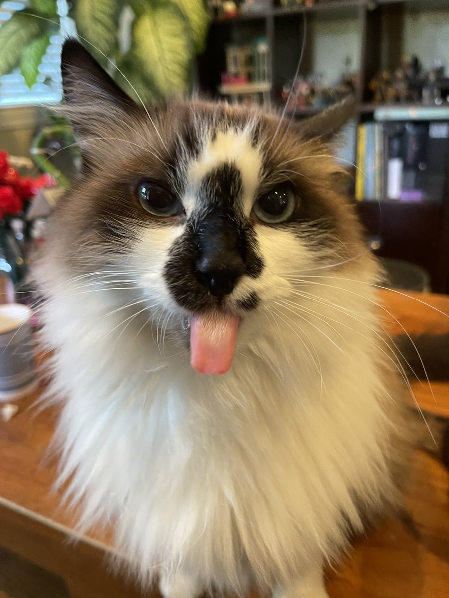 Happy #TongueOutTuesday friends! Hope your day is full of fun and tuna treatos!😺🐟❤️🐾Badger❤️ #Hedgewatch 
#TunaTuesday #CatsOfTwitter #CatsOfX #CatsAreFamily