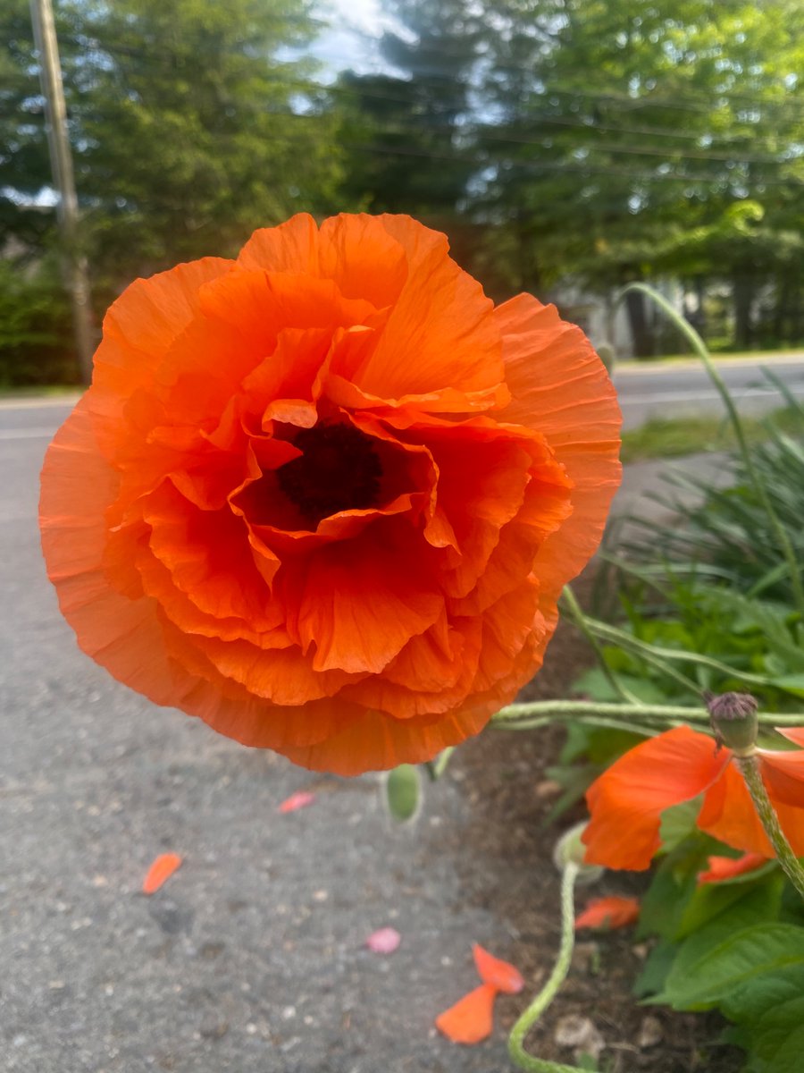 Beauties in our Welcome Garden 😍

… and we find ourselves thinking of Louisa’s story, “Poppy’s Pranks” 😉😄 #spring #flowers #may #poppy