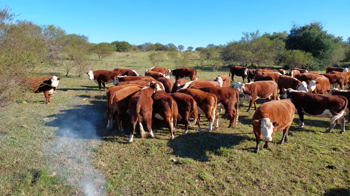 Aunque no se vea....hay un #Ganabloque de @sns_uruguay siendo devorado por estas vacas pampa! Una vez más el panel de degustación da su aprobación incuestionable!! Aporte de Proteína, energía y minerales...y de yapa; muy palatable! #RentabilidadSustentable #OnTarget