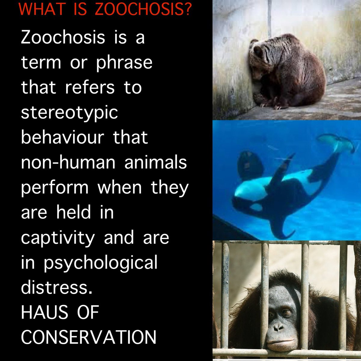 Ending captivity is just one part of eradicating speciesism which helps to end all forms of oppression 🙏🐾💚
 #wellbeingforalllife #CaptivityKills #captivity #speciesism #endspeciesism #animalrights #zoo #zoos #conservationeducation #EducationForAll #zoochosis