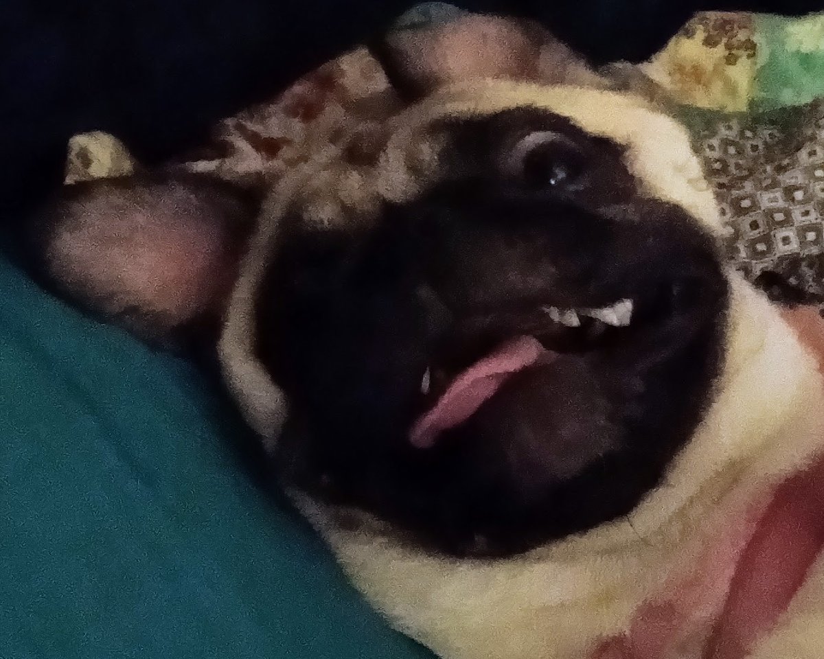 This is from last Tuesday, but it will work! Princess Puggy says Happy #TongueoutTuesday #pug #pugs #dogsofx #dogsoftwitter #dogs #puppies #puglove #puglover
