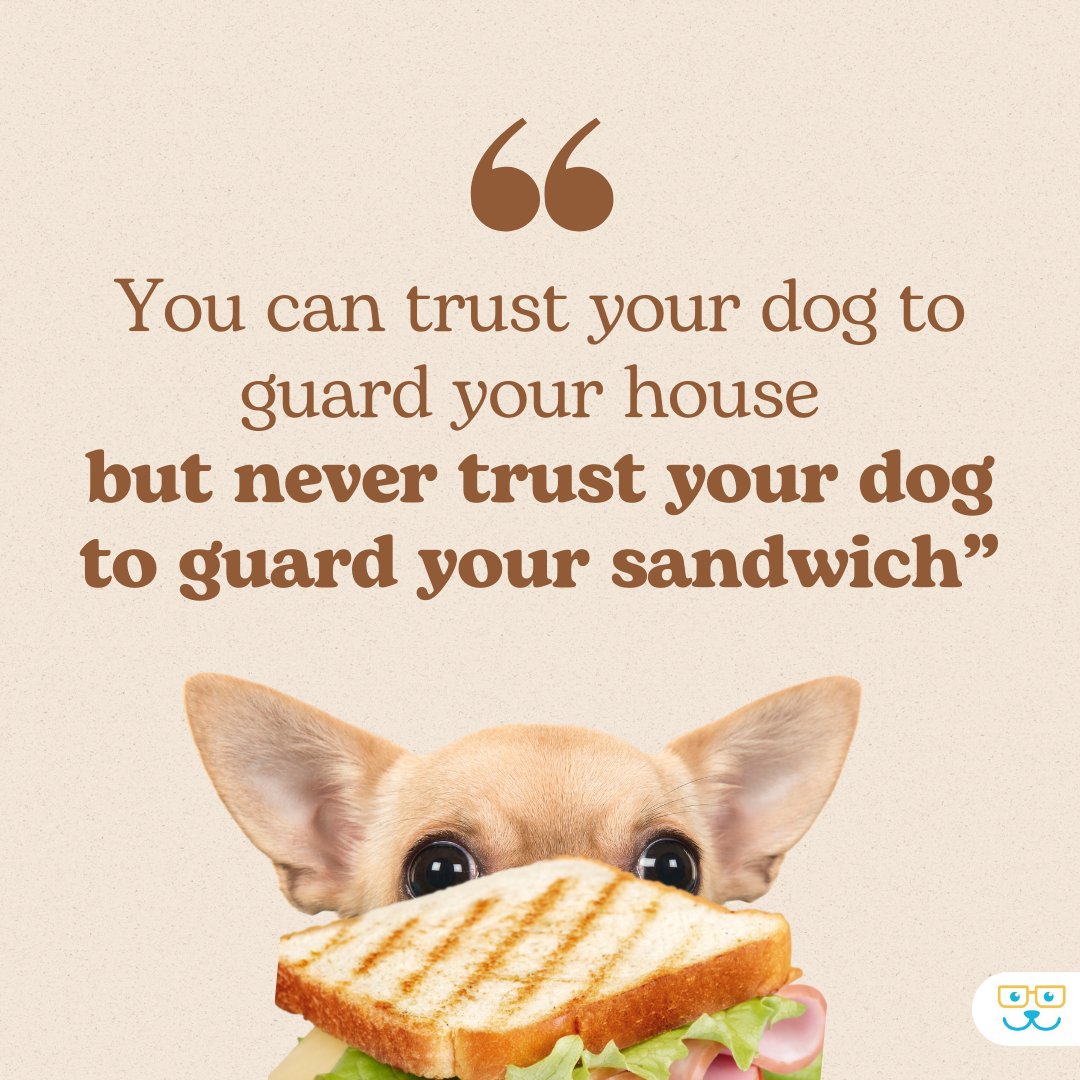 It's not your dog's fault, honestly! 🐕🥪 #vieravet #DogMemes #FunnyDogs #DogFun