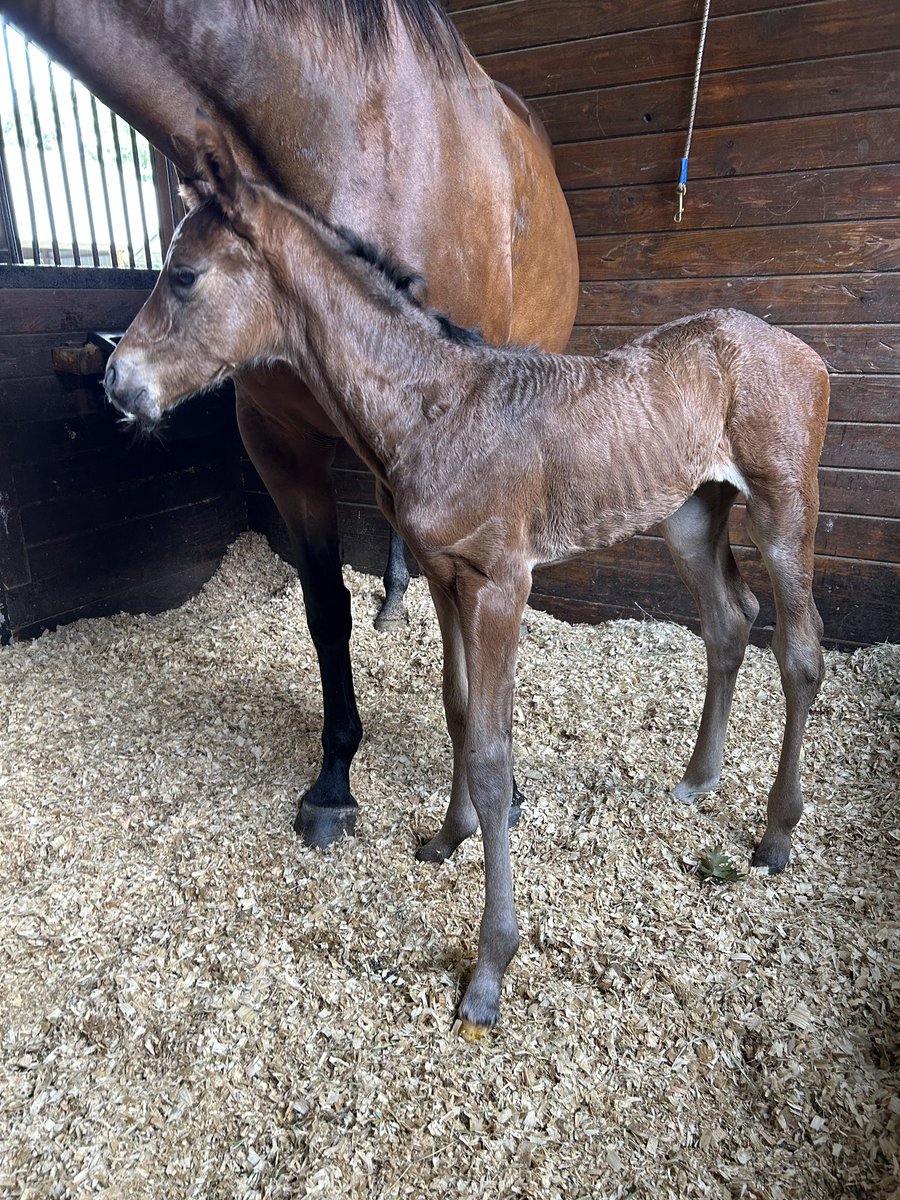 The 2024 foaling season at Coteau Grove Farms concludes with this beautiful filly. We are thankful for the amazing team at Coteau Grove Farms. #louisianabred #itsagirlsworld Dreamcaster ❌ Drain The Clock Bay Filly Born 5-19-24 @louisianabred @CaryBloodstock
