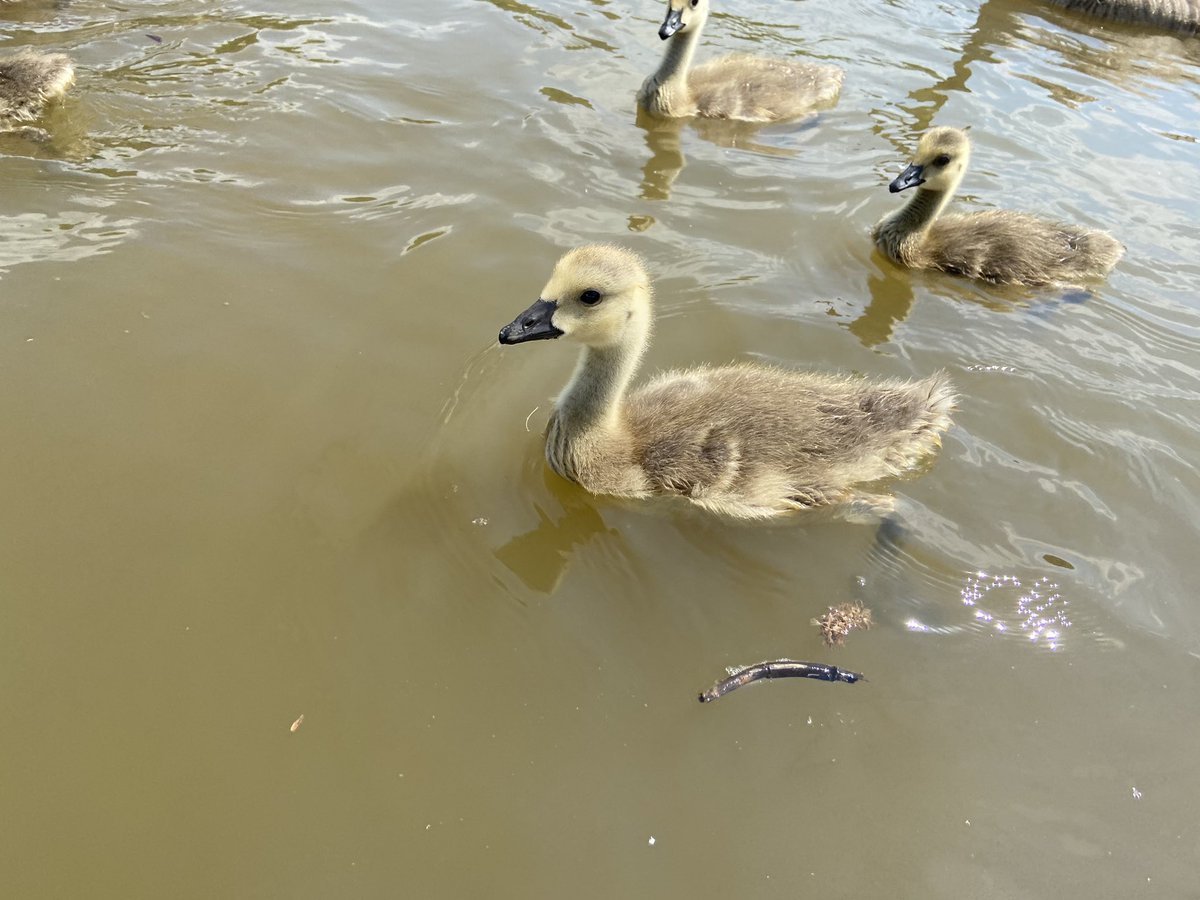 Pedal power down Bude canal with the boys in the sun. Joined by some friendly ducks. #BudeCanal #Bude #Cornwall