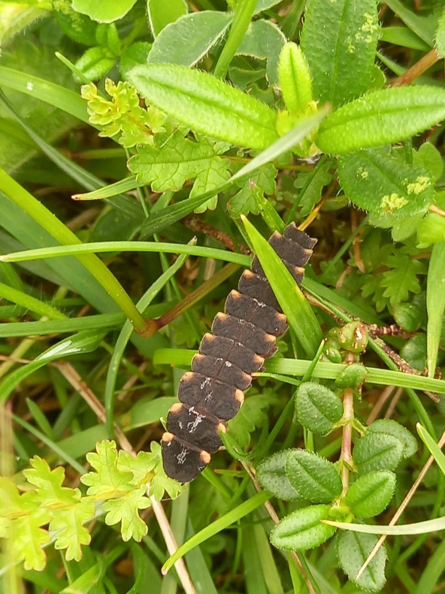 Restoring Resilient Ecosystems (@restreco1) on Twitter photo The grassland team are busy in the field - finding lovely creatures like this larval glow worm
(photo <a href="/MWeites/">Maico Weites</a>) The grassland team are busy in the field - finding lovely creatures like this larval glow worm
(photo <a href="/MWeites/">Maico Weites</a>)