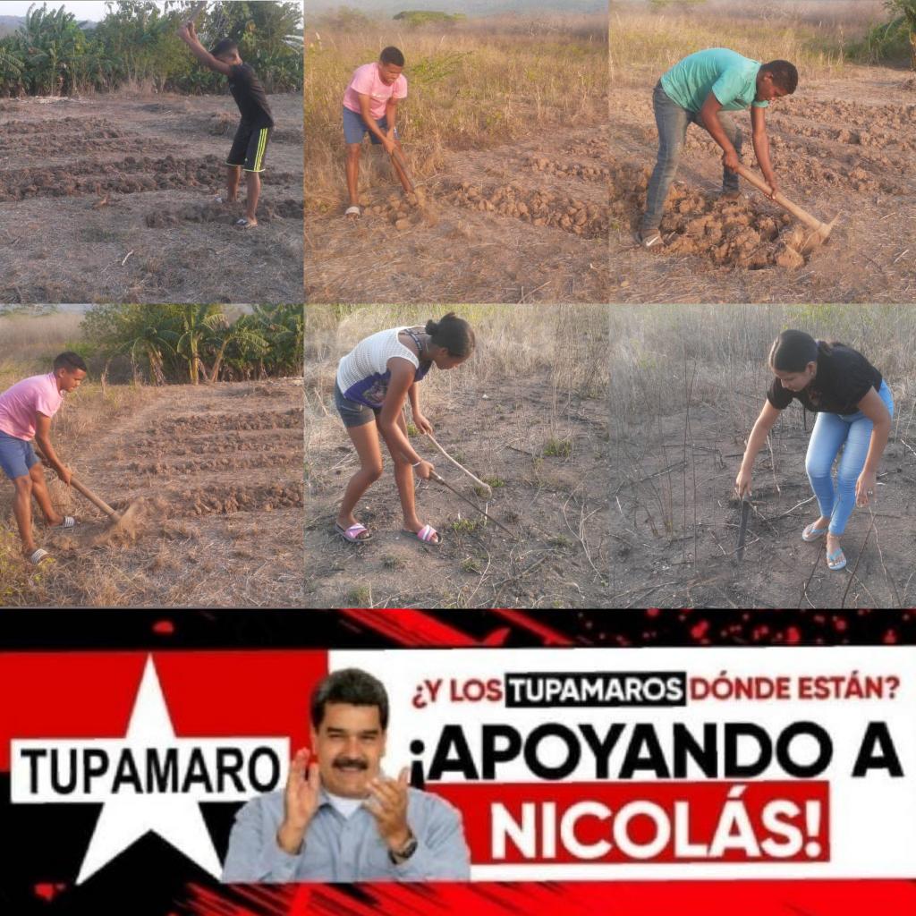 La Revolución también es Producción, desde @TupamaroMRT_ estamos impulsando desde cualquier espacio la producción, con siembra, cria de animales, con emprendimiento, avanzando hacia la soberanía alimentaria. Estamos apoyando a @NicolasMaduro #VenezuelaSeCrece