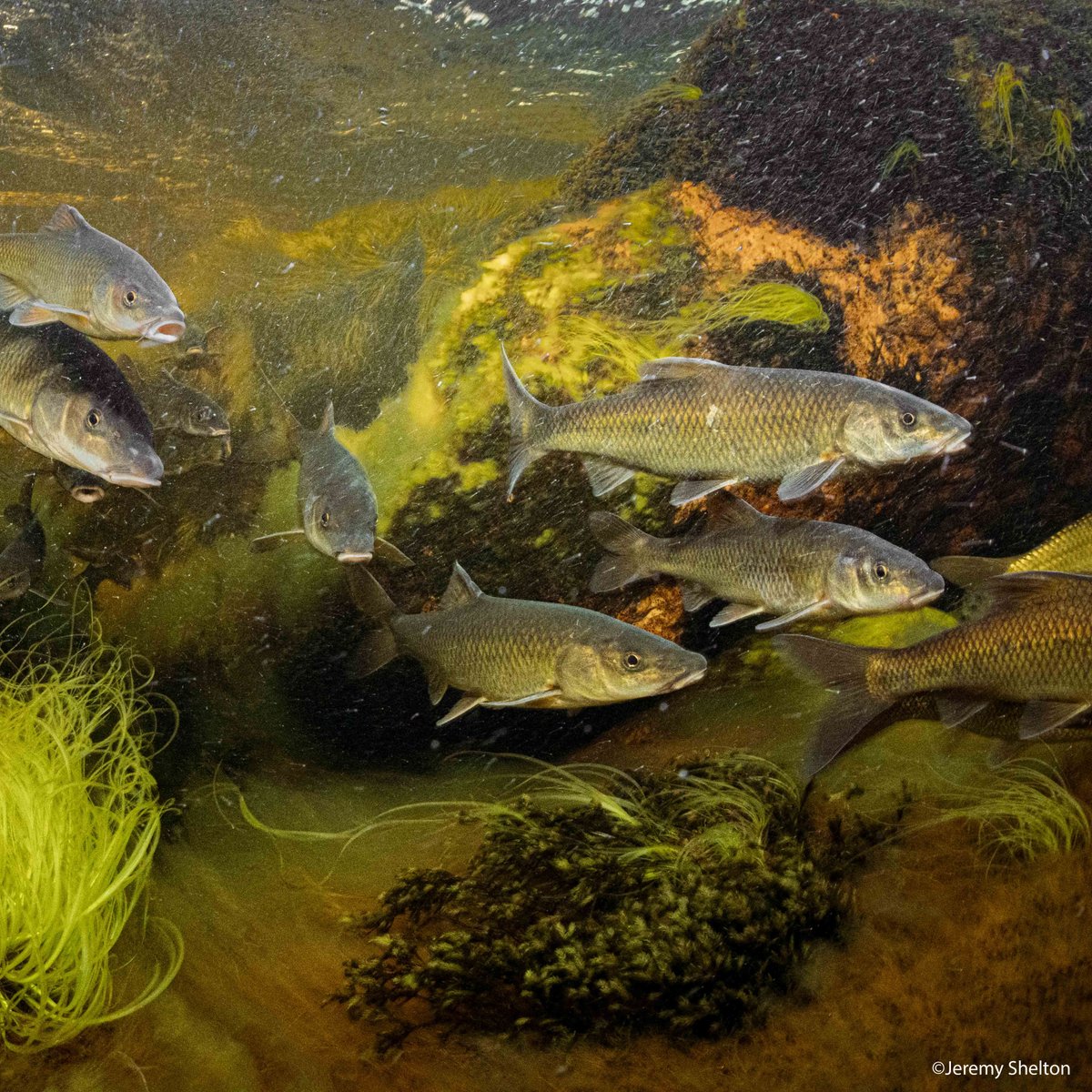 World Wildlife Fund tweet media