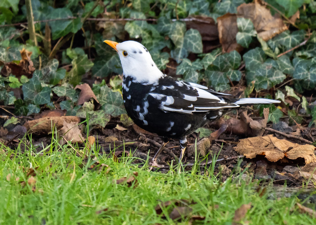 BBC Springwatch tweet media