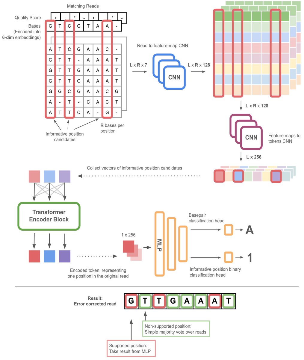 razoralign's tweet photo. HERRO: Telomere-to-telomere phased genome assembly using error-corrected Simplex nanopore reads https://t.co/GeJYDeswLe https://t.co/PdJEqhaqPA