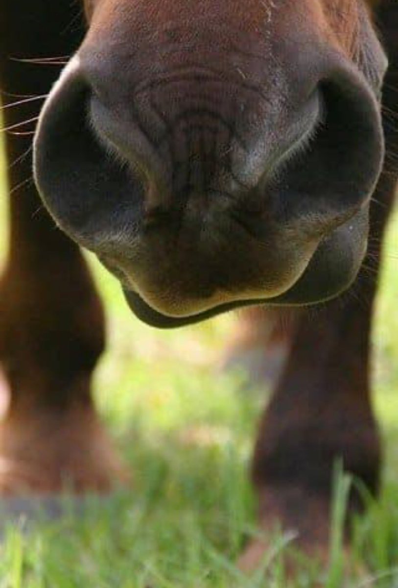 Si Ud nunca ha besado el belfo de un caballo, ¿qué está esperando? Es suave, cálido, aterciopelado y huele a caballo-limpio-con-grama.