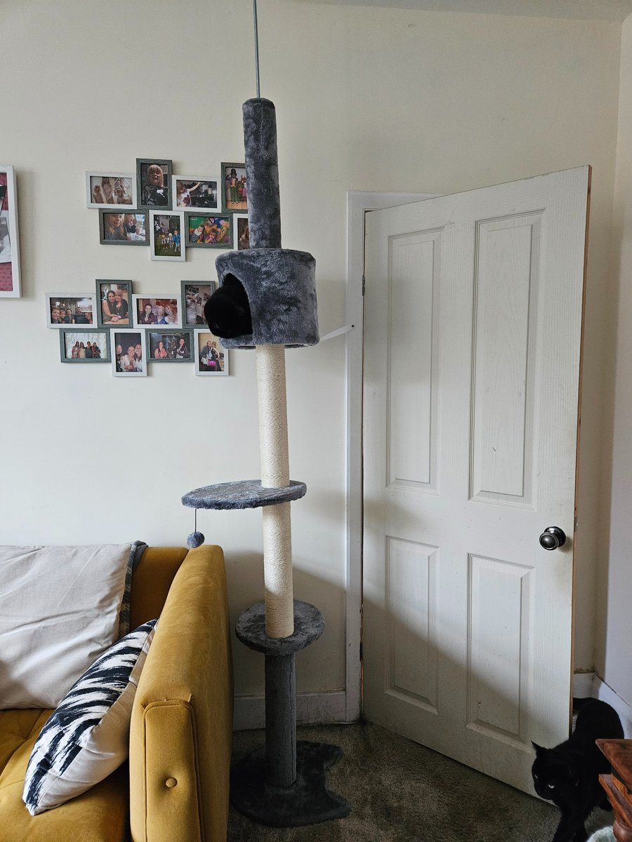 CoDarcy's tweet image. Furpals!!! New cat tree 🐈‍⬛☺️ #happycats #furbaby #catsofX