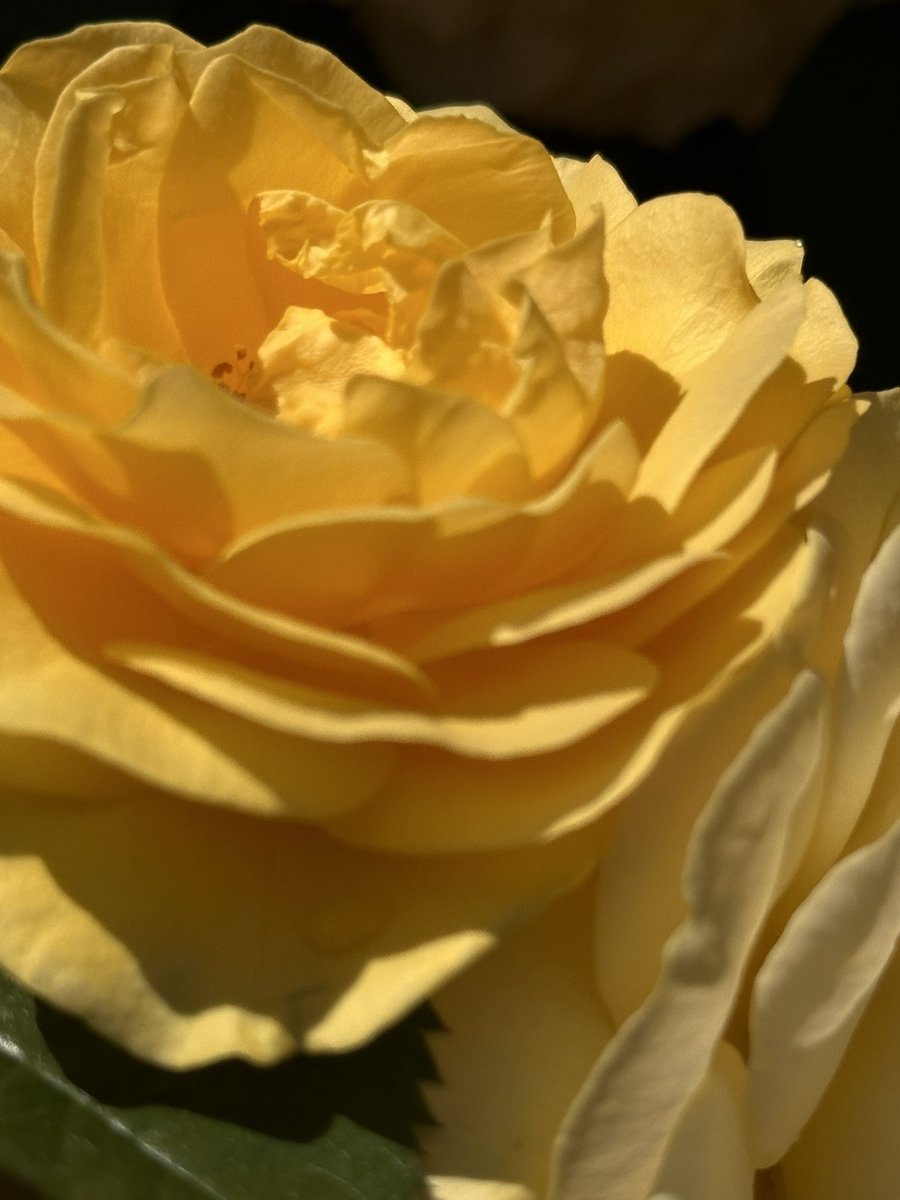 Roses are at their peak, at least in one special garden! #knoxvilletennessee