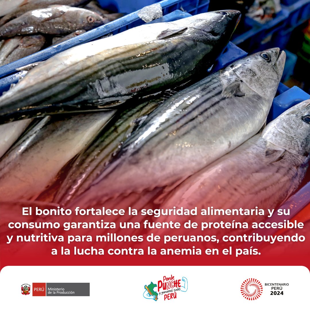 ✅ Hasta mayo se han capturado más de 71 000 toneladas de bonito,🎣 un 81% más que el año pasado.

📲 Más información aquí ➡️ gob.pe/n/958194