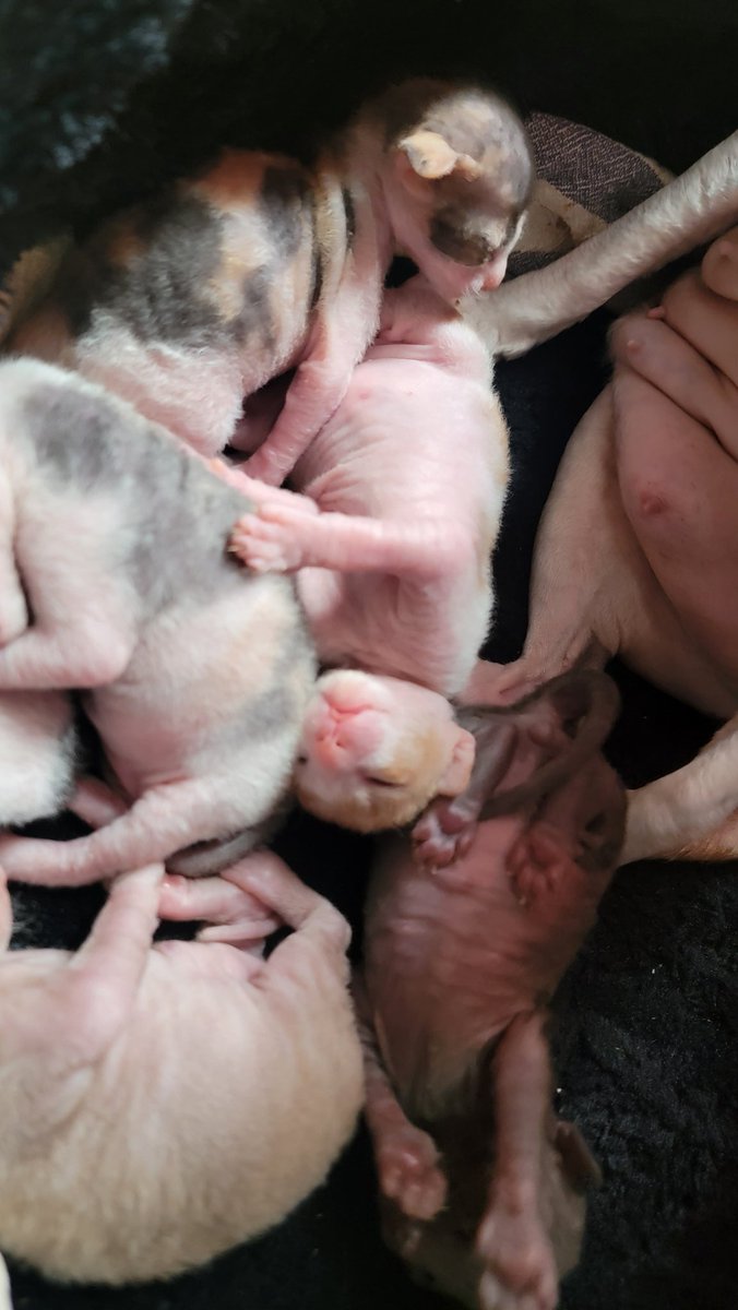 They are over a week old now, fat and happy growing beans🥰