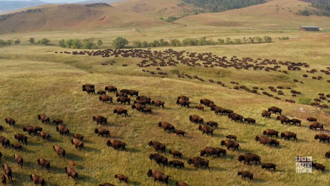 Twenty years after Life of Mammals, it's time to revisit the most successful animal group in the world<a href="/tag/mammals"class="tags"><span>#mammals</span></a>