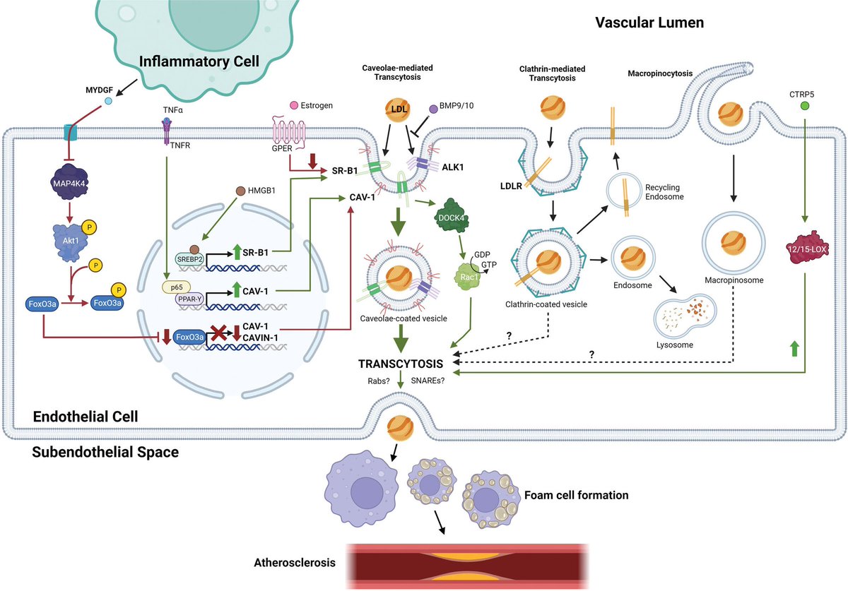 👁️ 'MONOCYTE/MACROPHAGE-DERIVED MOLECULES CAN BE ANTIATHEROGENIC highlights the fact that the approach to inflammation must be targeted

💚 Inflammatory cells can display beneficial effects on LDL transcytosis through MYDGF during atherosclerosis processes'