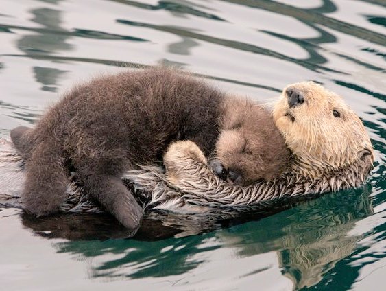 'Sea otter and pup' by Suzi Eszterhas, award-winning wildlife photographer known for documenting animal family groups. 
#SeaOtter #SeaOtters #Wildlife #WildlifePhotography #SuziEszterhas #wildlifeplanet #Otters #Otter #otterlove #otterbaby #otterpup #photooftheday #otterlife