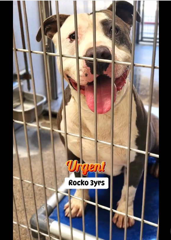 💔🆘💔Big (79 lb) handsome 3 yo ROCKO was an owner surrender & now he's on the Downey #California ACC euth list😱So sweet; he's the kind of dog who loves to be at your side, or romping in the backyard (very do friendly). Needs a #SoCal hero NOW🙏 info⬇️ #A5618764