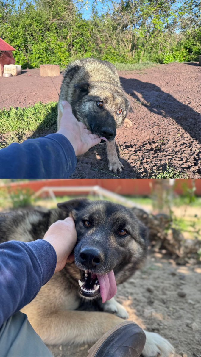 Toundra fêtera ses 2 ans en août. Avant d’être saisie par les équipes de la FAA, elle était exploitée par pour sa progéniture. Cette adorable chienne découvre aujourd’hui les câlins de nos animaliers. Rendez-vous dans nos refuges pour rencontrer votre meilleur(e) ami(e) 🐶❤️