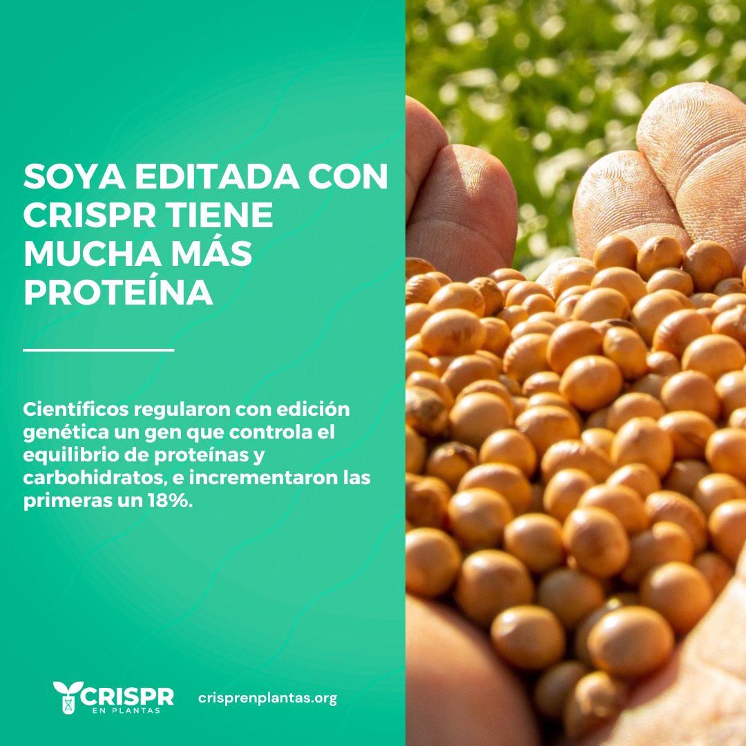 Agrobio_andina's tweet photo. ✨#BioNoticia | Científicos desarrollaron una #soya editada con #CRISPR que contiene más proteínas y menos carbohidratos. 🎯Esto permite asegurar que los alimentos consumidos en gran cantidad sean más nutritivos.🌍 

Lee aquí los detalles: https://t.co/r4RQvXXwNS
🤝@ACOSEMILLAS https://t.co/bUCiA76Xij