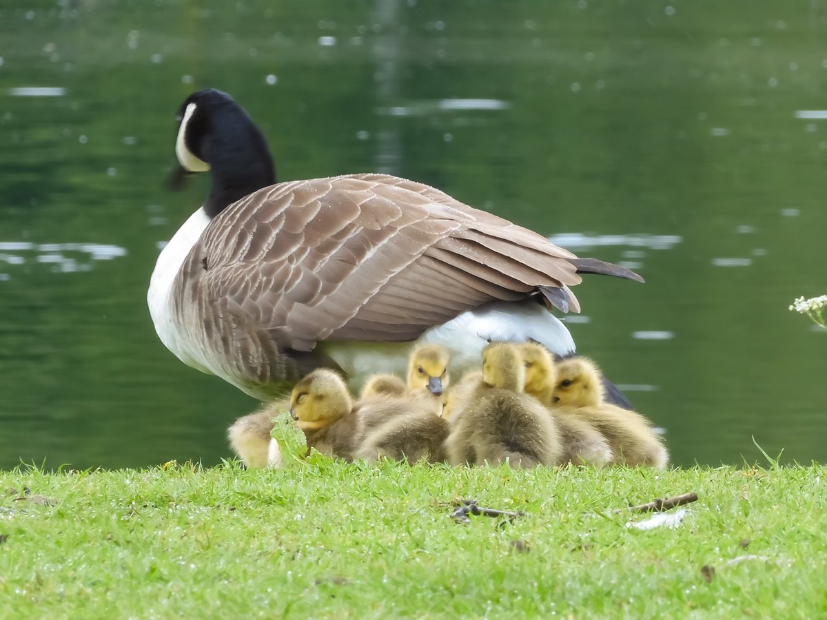 A goose and their goslings this morning 😍❤️ Mount Pleasant pond in Washington Tyne and Wear this morning ❤️ #LoveThePlaceYouLive