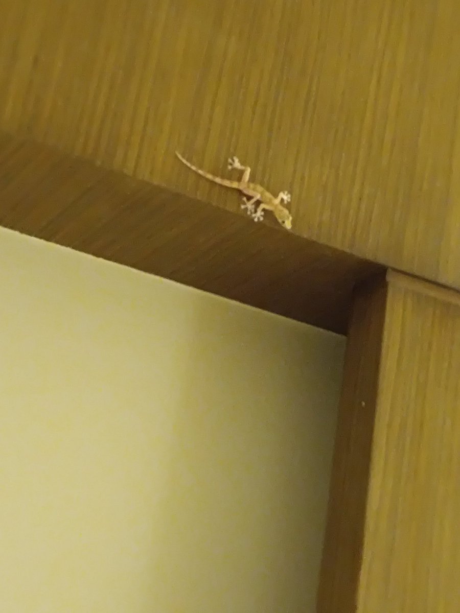 Wo ist dein dizzy oder wingman Mr gekko?