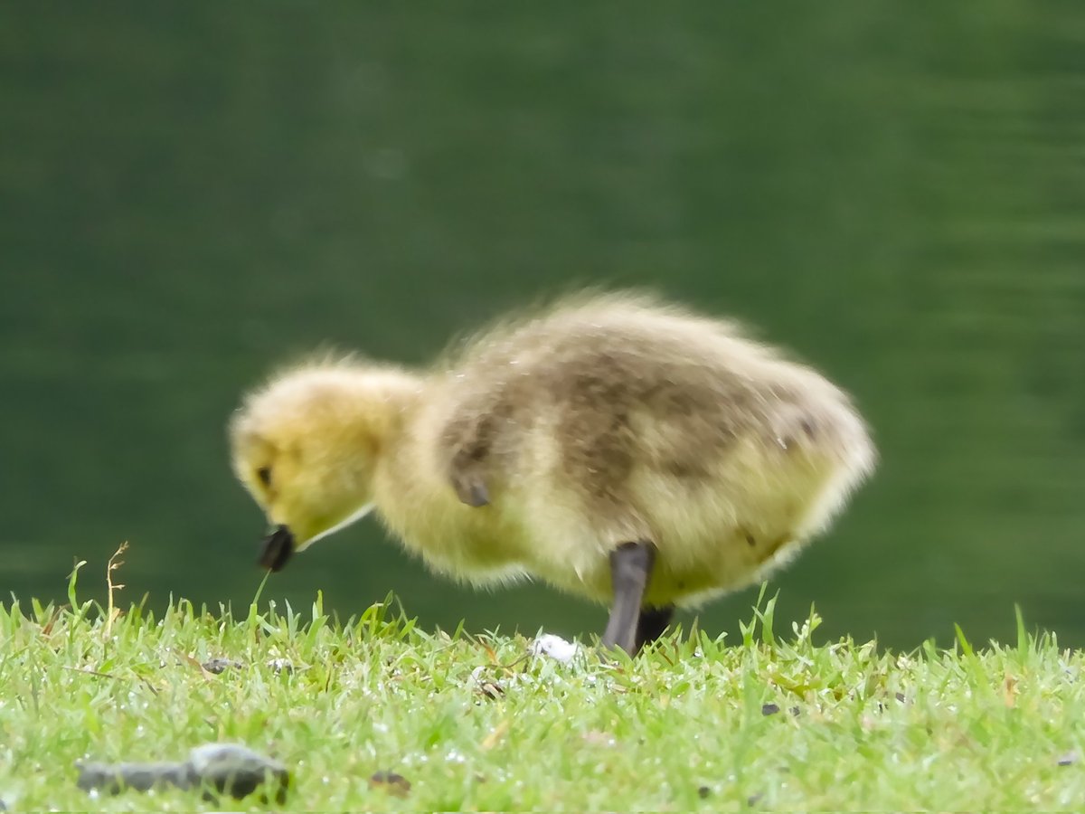 Beautiful Canadian goose with their goslings this morning 😍❤️ Mount Pleasant pond in Washington Tyne and Wear ❤️ #LoveThePlaceYouLive