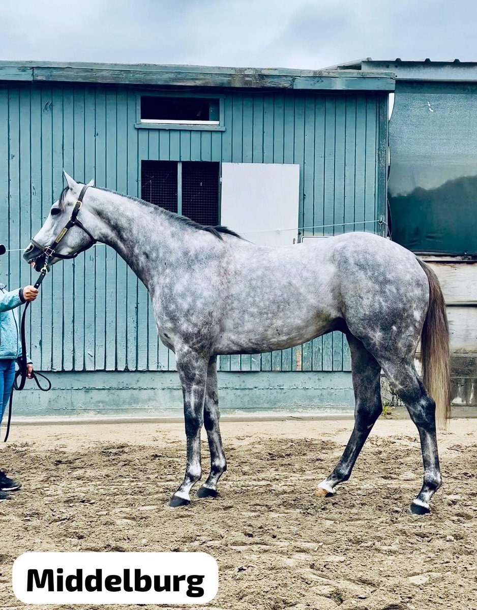 Different shades of gray. Reincarnate (Good Magic) Winterfell (Arrogate) Cornell (Into Mischief) Middelburg (Tapit) @BobBaffert