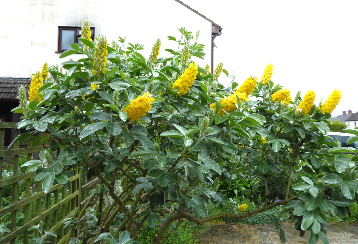 Argyrocytisus battandieri 'Yellow Tail', a compact form of pineapple broom just starting to flower at #DevoniaGarden