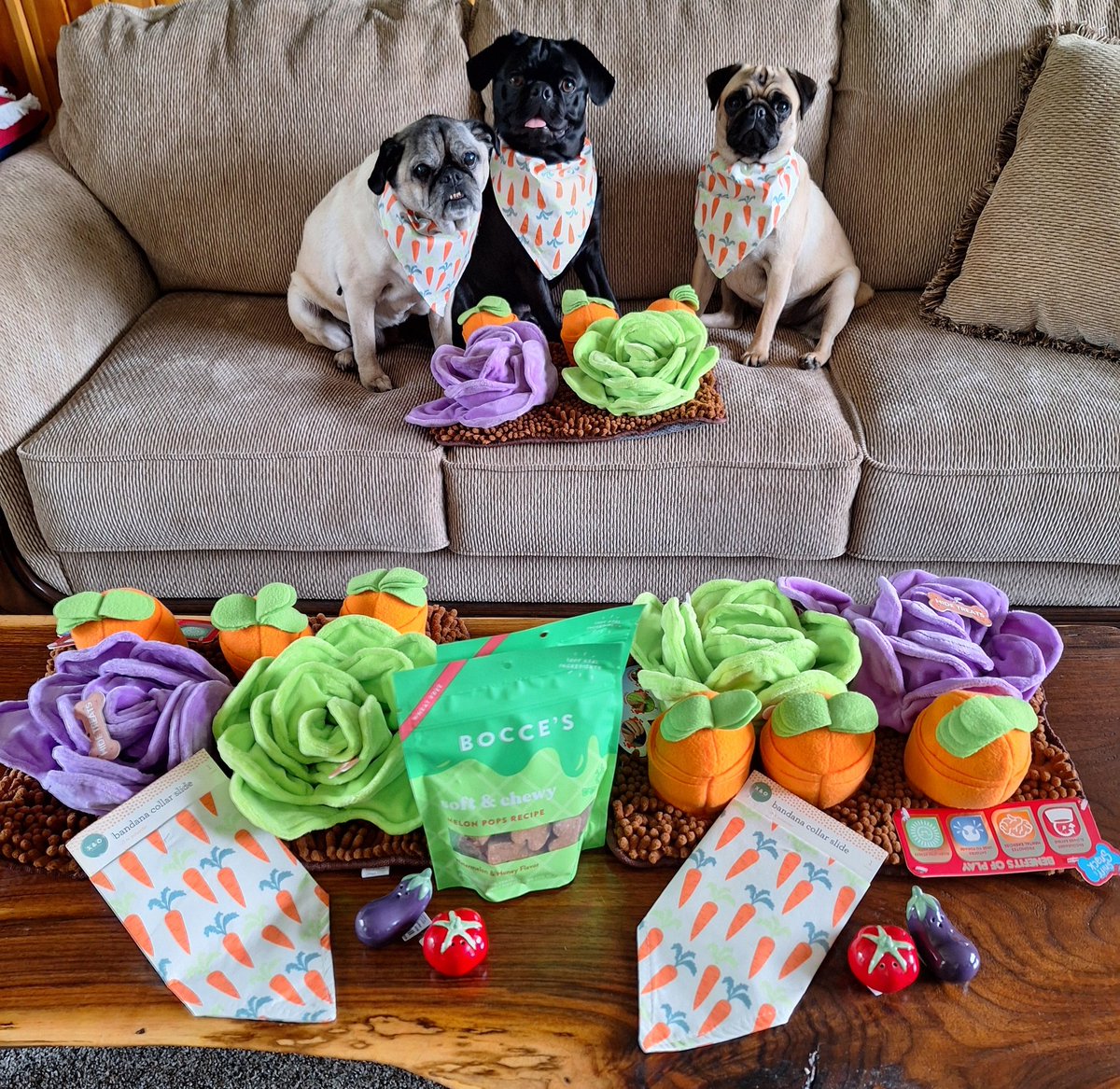 ✨ Reminding you that #pugtalk is tomorrow, Wednesday @ 7PM EST! Come for a very fast hour of socializing! You don't have to be a pug or have a pug to join! 📷@mommasboymushu is co-hosting with prizes for two furbabies, so give them a follow!