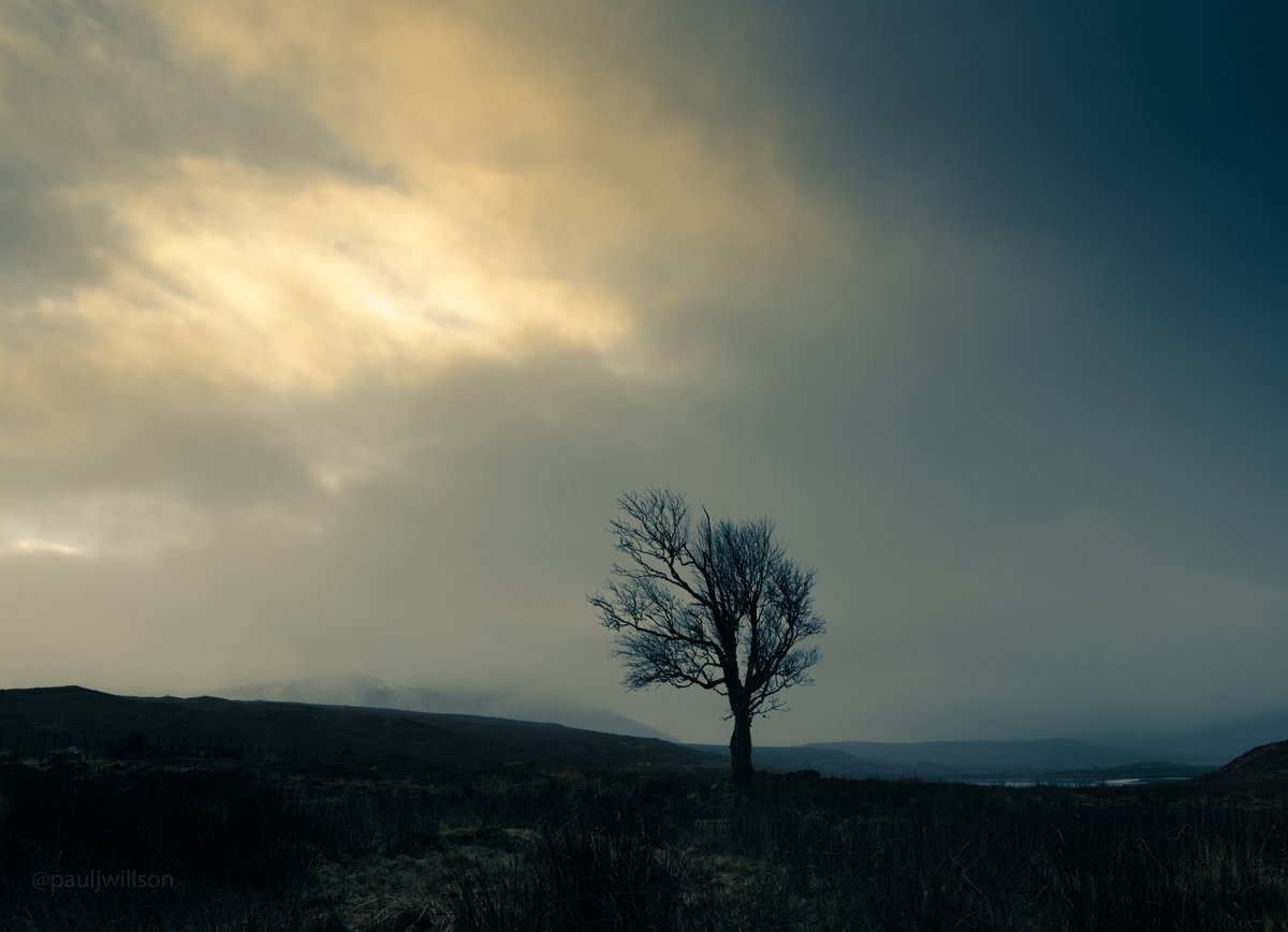 Lone tree of Achnasheen #scotland