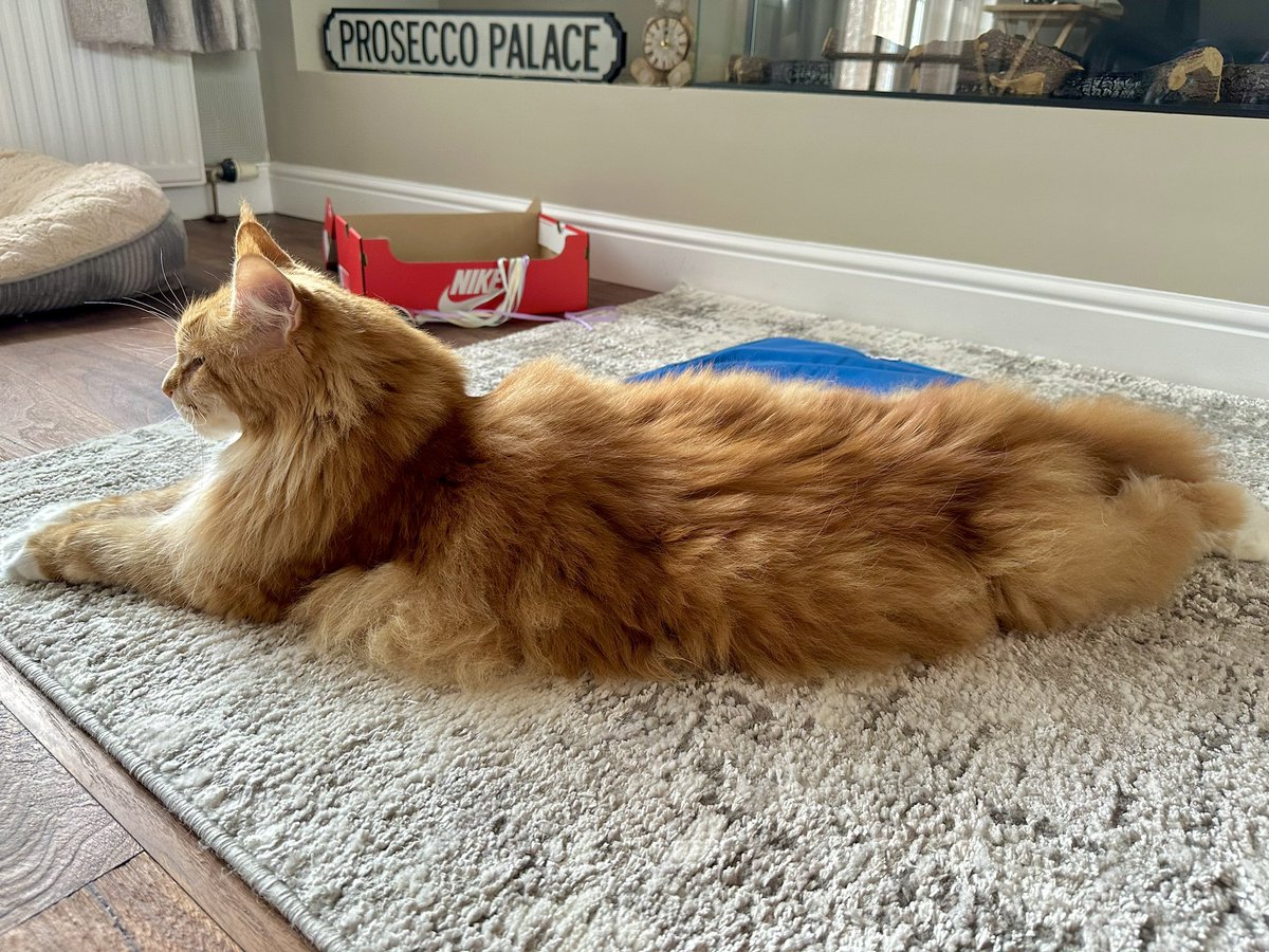 Gizmo is so long there are five time zones between his head and his tail 😹😹🦁🦁 #teamfloof #CatsofTwitter