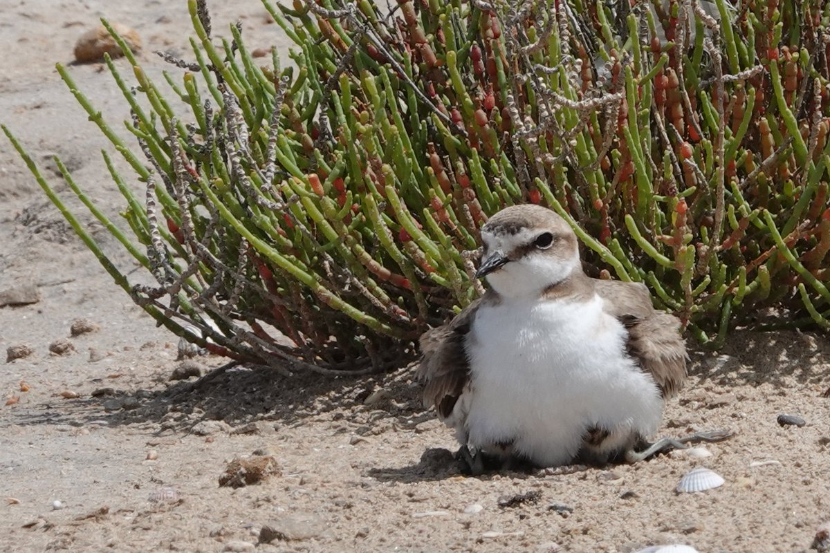 Os reto 🙌
Esta de ♀️ Chorlitejo patinegro no está sola. ¿Cuántas patas hay en la foto? 
L'Albufera de València. #plovers #shorebirds #waders