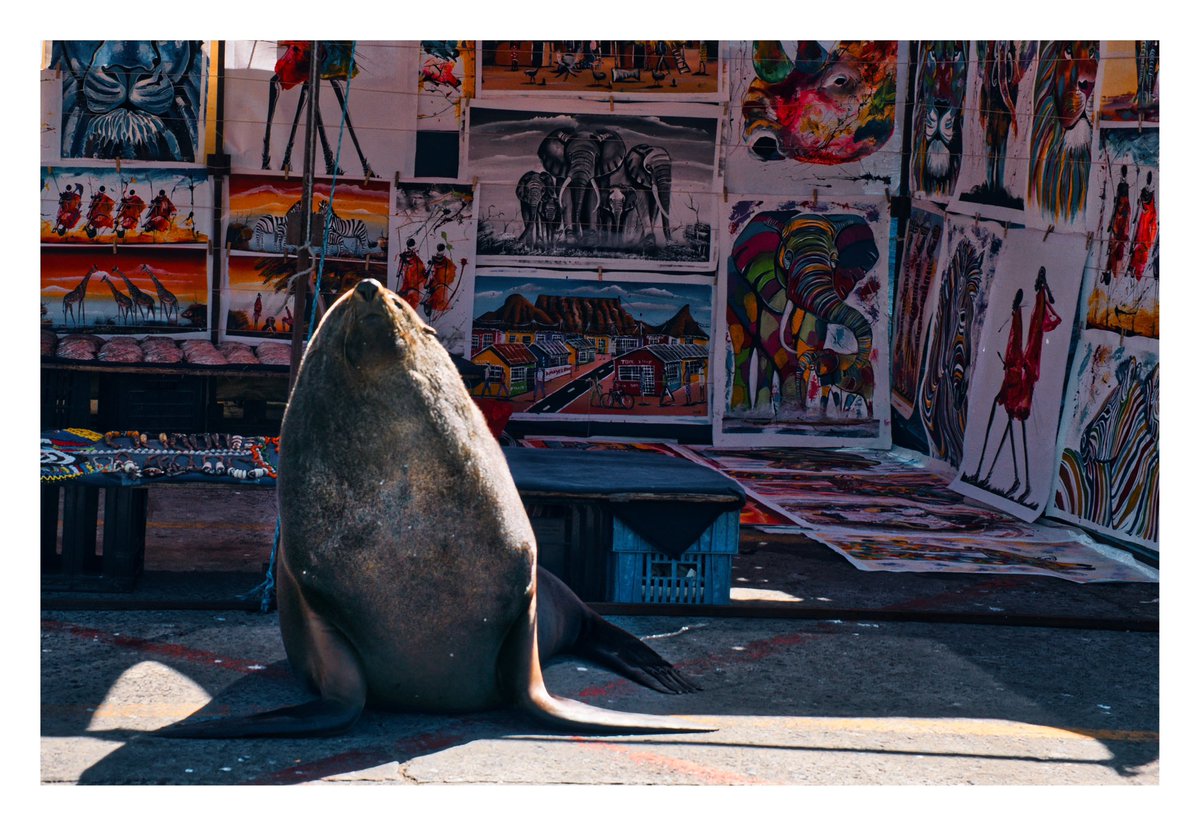 📍Cape Town, South Africa 

Today a photo of the Hout Bay Port - where you can take a boat to see the Seal Island. 

Even before entering the boat, a seal came to see us! 

Have you ever been here?

#capetown #travelwithlenses #capetownsouthafrica #sealisland #visitsouthafrica