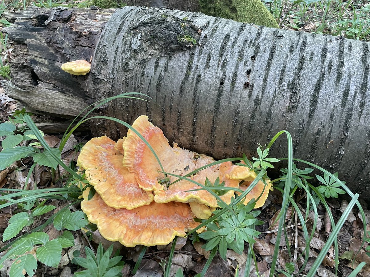 Shinyfluff 🌿🪬 tweet media