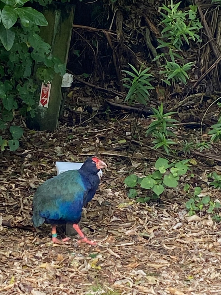 I’m very sorry to leave New Zealand. Every meal we ate was incredible. Clay got to see both of the Flight of the Conchords in person. I love the gentle little animals, the generous and kind humans, the all-Māori tv channel with astonishing haka. Here’s a takahe, a slow dinosaur.