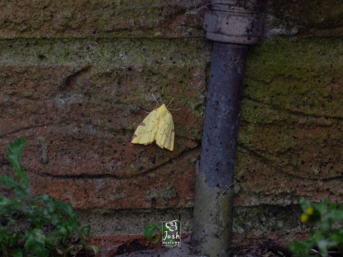 Brimstone moth freshly emerged outside my front door, Belfast.