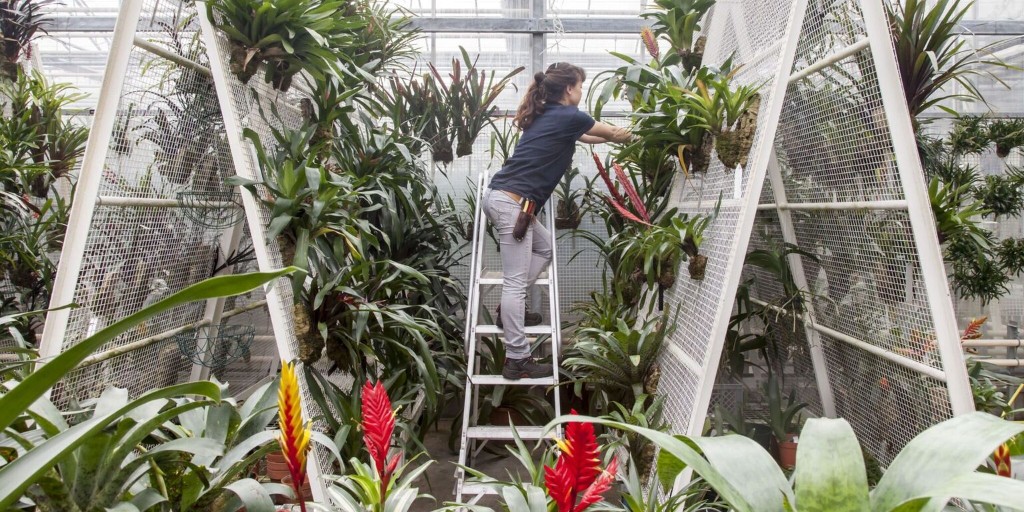 OPPORTUNITY: Exhibition design team sought for Kew conservation and rare plant glasshouse installation #ribajopportunities #ribajintelligence #architecturecontracts #competitions ow.ly/wAIo50RPqV3