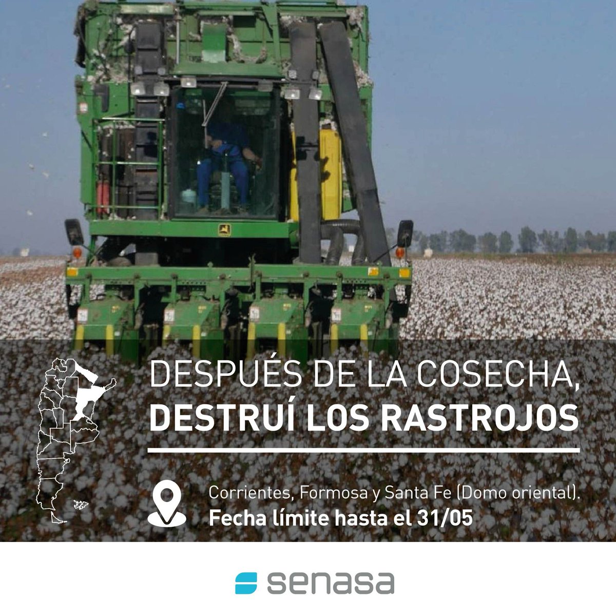 SenasaAR's tweet image. Algodón: después de la cosecha, destruí los rastrojos✅
El #PicudoDelAlgodonero afecta a la producción de #algodón de nuestro país 🇦🇷