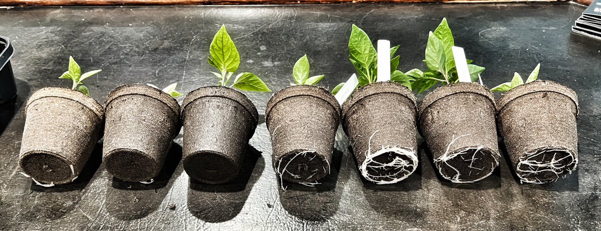 I’m evaluating a new, non-hormone biochemical for better rooting and stress reduction. The four on the right are treated, 3 on the left untreated. Everything else is the same. Three weeks in and I’m liking the differences. #turfnerd #biostimulant #turfgrass