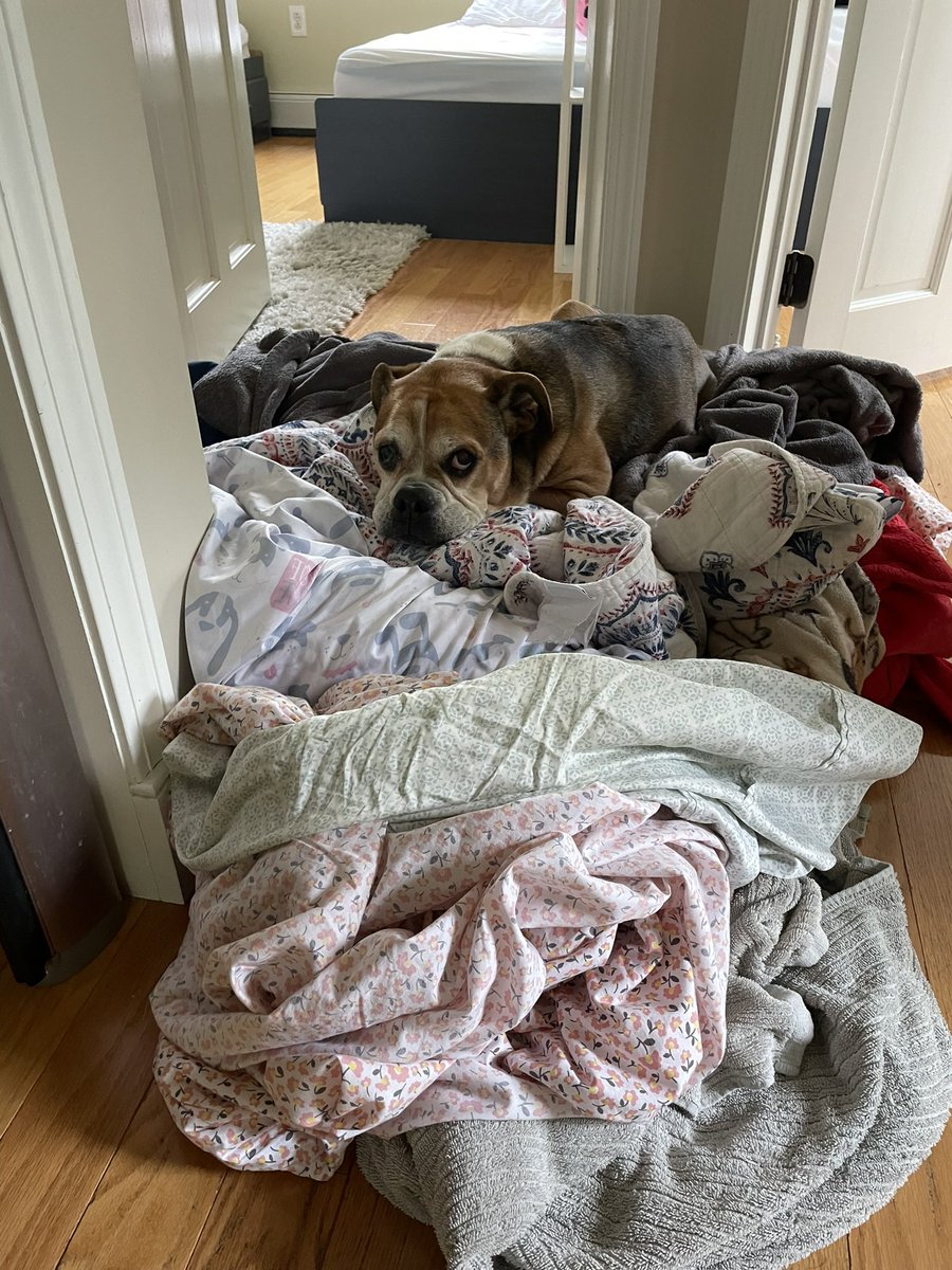 Buster loves laundry day or as he calls it Big Nest Day