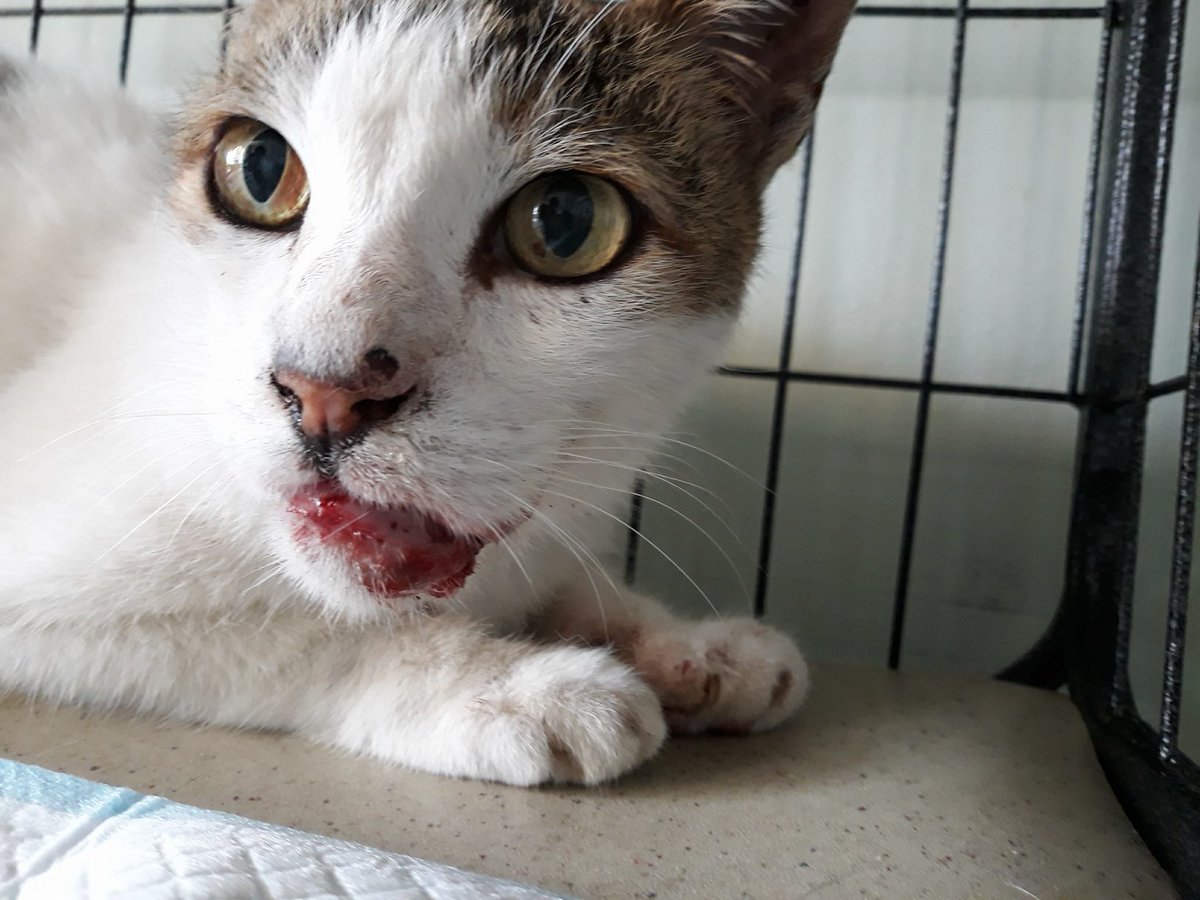 أحد الأصدقاء رأى قطة عند حاوية قمامة فمها ينزف دم، بعد اقترابه وجد كيس فيه كأس مكسور وبقايا طعام، الواضح أنها حاولت أكل الطعام وأكلت زجاج معه بالخطأ.

أنصح نفسي وأنصحكم أي زجاج مكسور يتم لفه بورق مثلاً ثم وضعه في كيس مستقل.

هذه مجرد خاطرة لإبعاد الأذى عن الحيوانات.. وشكراً.