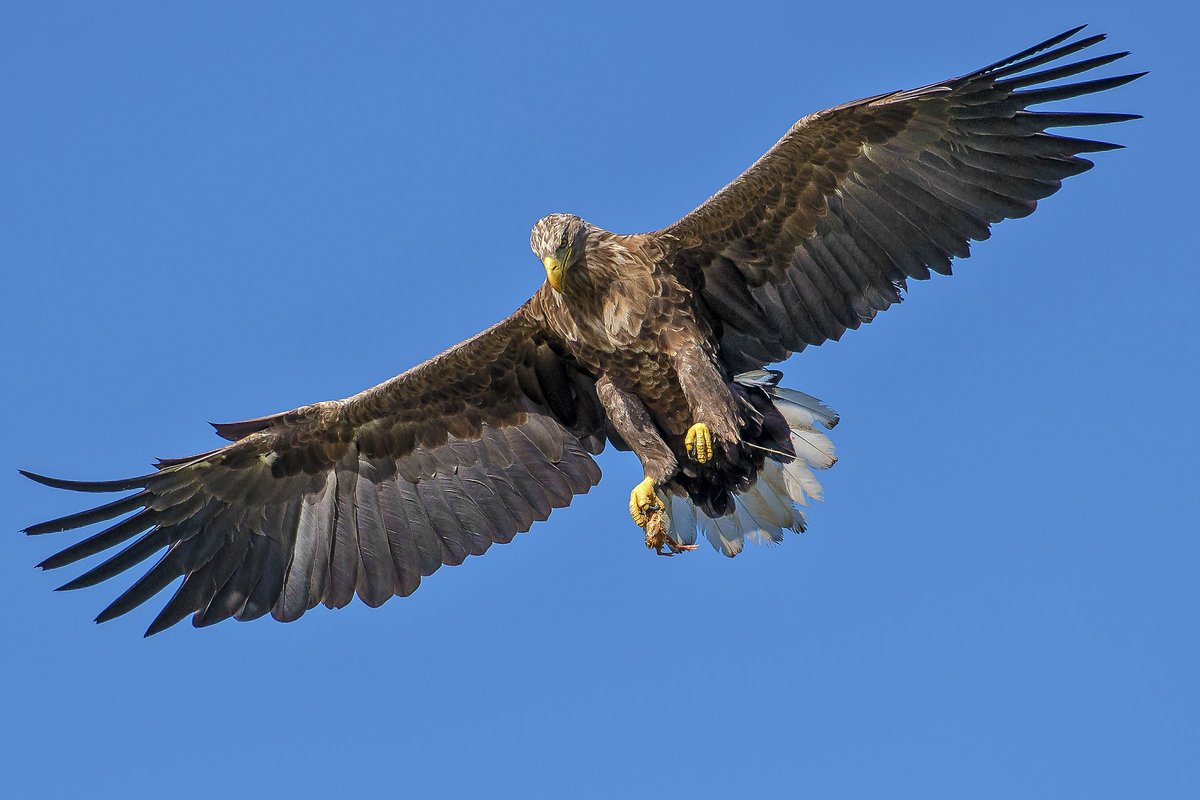 #birds #featheredmates #bird #birdphotography #birdphotography #birds_captures #birdphotography #birding #birdcare #birdcaptures #birdsounds #birdphoto #petbird #petbirds #featheredfriends #featheredmate #featheredmates #eagle #eagles