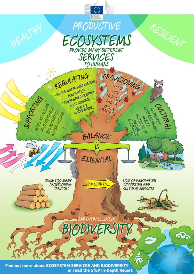 Healthy, productive, resilient ecosystems provide essential services to humans 👪 Learn more about ecosystem services with this infographic from the @EU_Commission #BiodiversityPlan