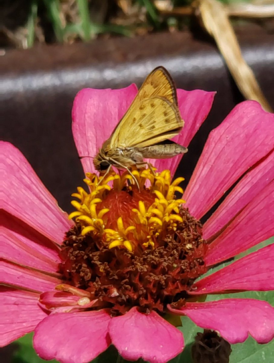 #BackyardBeauties #TBT 2022 & 2023 Frog Village 🐸 flower bed, last late July Zinnias and #GulfCoastFritilaryButterflies #DailyBlooms #CazFoxMedia 📷  #Summer #PetalPusher #GrowYourOwn #NaturePhotography 🦋 #WhitmireSC #SumterNationalForest #Frogs #Insects