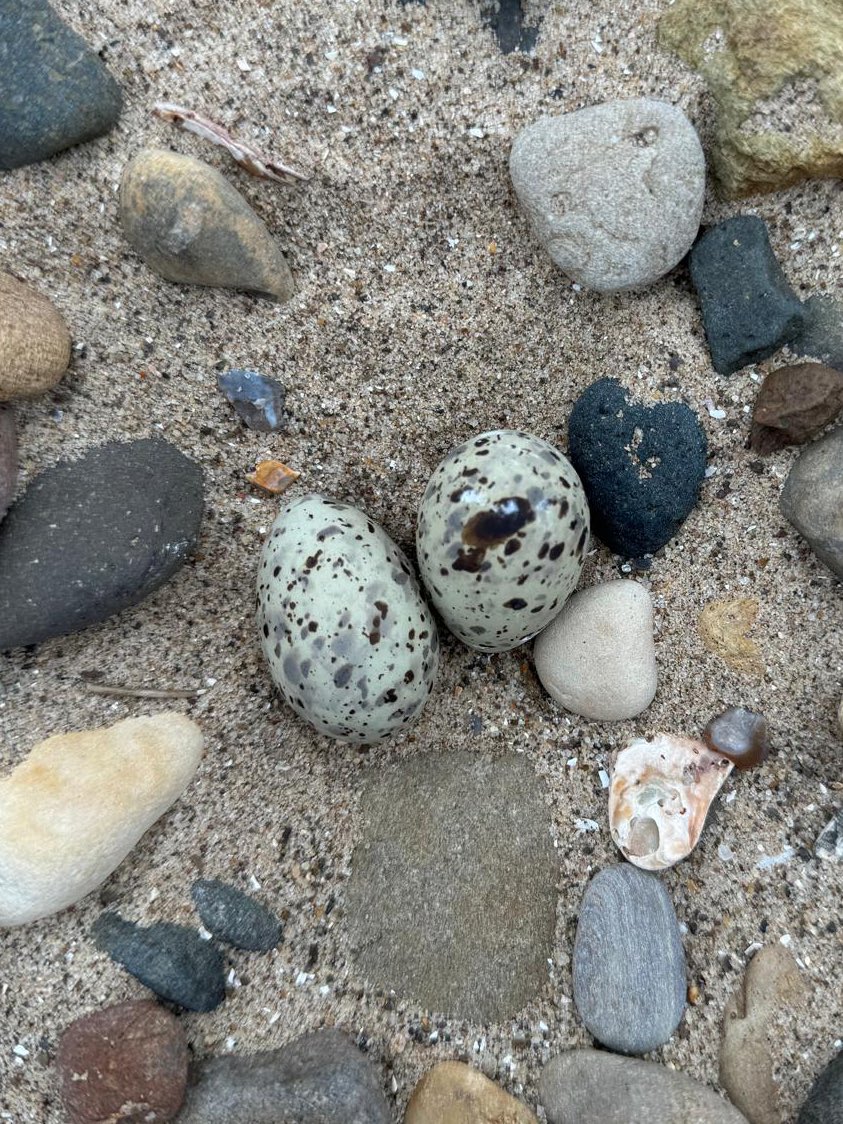 Whilst we’re due ringed plover chicks on the ground any time from now until Friday, our shorebird warden has just found the first little tern eggs of the season!! 

The season starts now 😎 here’s to some success for the birds! 🤞🏻