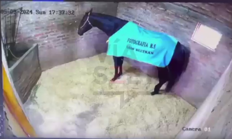 mauroszeta's tweet photo. 🚨 DENUNCIAN A UN JOCKEY POR ENVENENAR A UN PURA SANGRE
- Pasó en La Pampa
- Los denunciantes presentaron un vídeo clave.
- Imágenes sensibles aportadas por la familia que denunció al jockey: https://t.co/xV74PCGpLU https://t.co/L5wy5aS6EZ